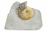 Jurassic Ammonite (Asteroceras) Fossil - Dorset, England #383574-1